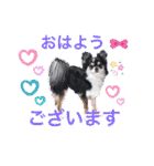ワンちゃんとネコちゃんの写真スタンプ（個別スタンプ：1）