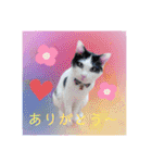 ワンちゃんとネコちゃんの写真スタンプ（個別スタンプ：9）