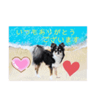 ワンちゃんとネコちゃんの写真スタンプ（個別スタンプ：10）