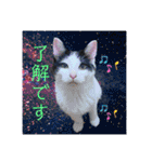 ワンちゃんとネコちゃんの写真スタンプ（個別スタンプ：14）