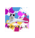 ワンちゃんとネコちゃんの写真スタンプ（個別スタンプ：15）
