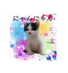 ワンちゃんとネコちゃんの写真スタンプ（個別スタンプ：24）