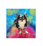 ワンちゃんとネコちゃんの写真スタンプ（個別スタンプ：34）