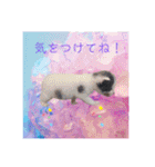 ワンちゃんとネコちゃんの写真スタンプ（個別スタンプ：36）