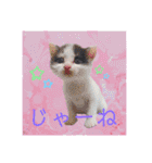 ワンちゃんとネコちゃんの写真スタンプ（個別スタンプ：37）