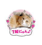 あーゆるきゃっと6（個別スタンプ：1）