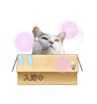 あーゆるきゃっと6（個別スタンプ：2）