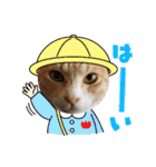 あーゆるきゃっと6（個別スタンプ：5）
