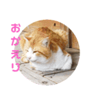 あーゆるきゃっと6（個別スタンプ：8）