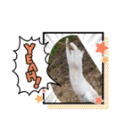 あーゆるきゃっと6（個別スタンプ：14）