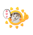あーゆるきゃっと6（個別スタンプ：17）