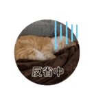あーゆるきゃっと6（個別スタンプ：26）