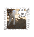 あーゆるきゃっと6（個別スタンプ：30）