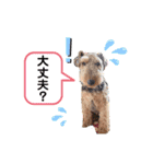 ウェルシュテリア ♡ジェリーさんの1日③（個別スタンプ：9）