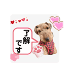 ウェルシュテリア ♡ジェリーさんの1日③（個別スタンプ：24）