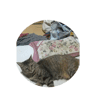チャチャより（個別スタンプ：1）