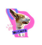 保護犬しろっぷ（個別スタンプ：1）