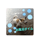 保護犬しろっぷ（個別スタンプ：3）