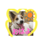 保護犬しろっぷ（個別スタンプ：4）