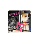 保護犬しろっぷ（個別スタンプ：6）