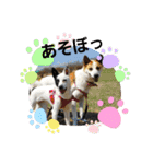 保護犬しろっぷ（個別スタンプ：7）
