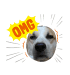 保護犬しろっぷ（個別スタンプ：8）