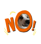 保護犬しろっぷ（個別スタンプ：9）