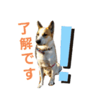 保護犬しろっぷ（個別スタンプ：10）