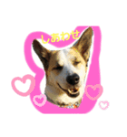 保護犬しろっぷ（個別スタンプ：11）