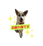 保護犬しろっぷ（個別スタンプ：12）
