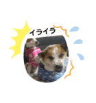 保護犬しろっぷ（個別スタンプ：13）