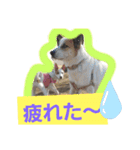 保護犬しろっぷ（個別スタンプ：14）
