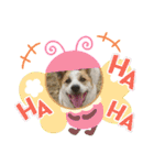 保護犬しろっぷ（個別スタンプ：15）