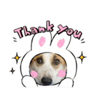 保護犬しろっぷ（個別スタンプ：16）