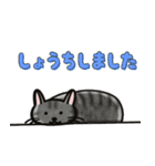 ブラックスモーク猫ズ1（個別スタンプ：17）