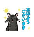 ブラックスモーク猫ズ1（個別スタンプ：26）
