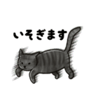 ブラックスモーク猫ズ1（個別スタンプ：37）