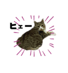 犬猫三昧⑥（個別スタンプ：2）
