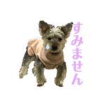 犬猫三昧⑥（個別スタンプ：4）
