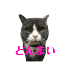 犬猫三昧⑥（個別スタンプ：5）