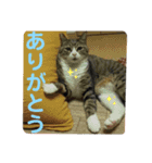 犬猫三昧⑥（個別スタンプ：6）