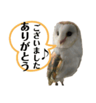 犬猫三昧⑥（個別スタンプ：7）