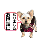 犬猫三昧⑥（個別スタンプ：8）