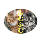 犬猫三昧⑥（個別スタンプ：9）