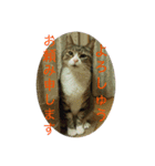 犬猫三昧⑥（個別スタンプ：10）