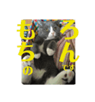 犬猫三昧⑥（個別スタンプ：12）
