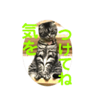 犬猫三昧⑥（個別スタンプ：13）