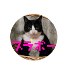犬猫三昧⑥（個別スタンプ：14）