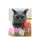 犬猫三昧⑥（個別スタンプ：15）