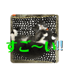 犬猫三昧⑥（個別スタンプ：16）